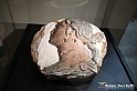 VBS_4162 - Mostra Il Rinascimento in Piemonte - Castello della Rovere - Vinovo 